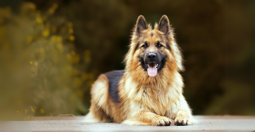 חרדת נטישה אצל כלבים