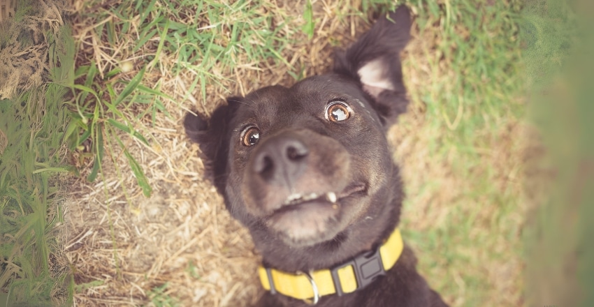 כלבים אוכלים צואה