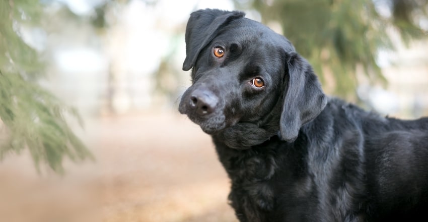 כלבים אוכלים צואה