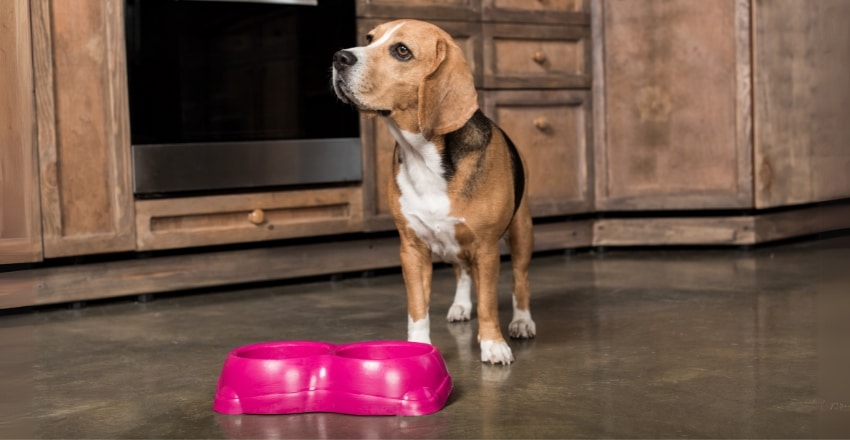 מזון טבעי או מזון יבש