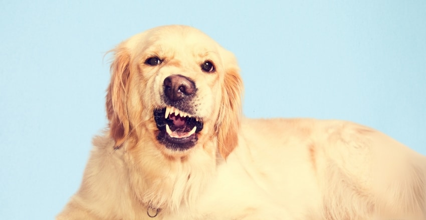 ניקוי שיניים לכלב