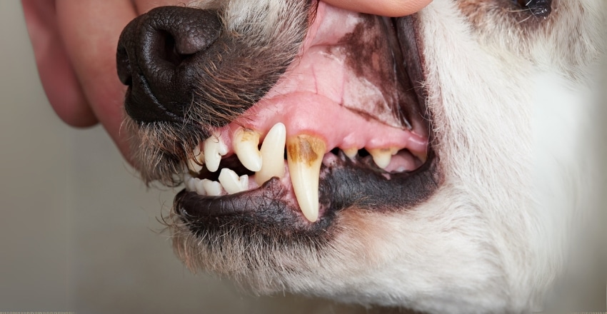ניקוי שיניים לכלב