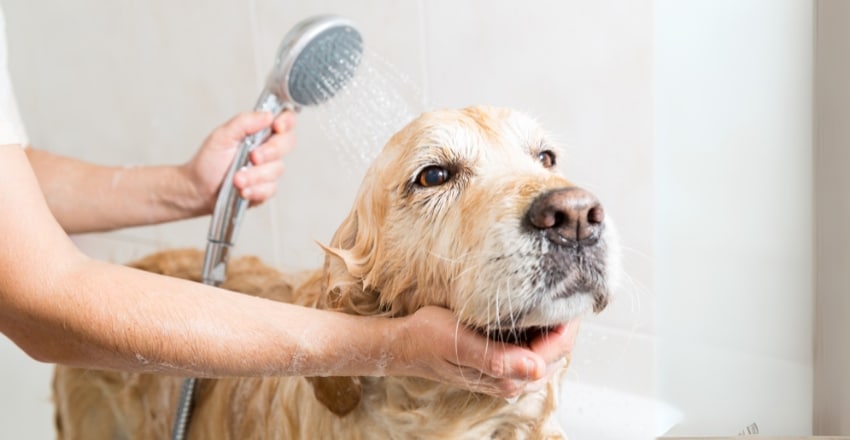 מקלחת לכלב