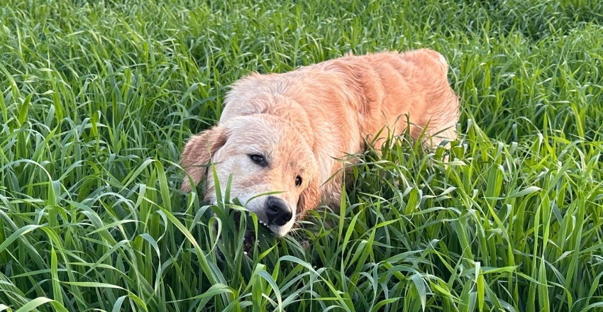 כלבים אוכלים עשב