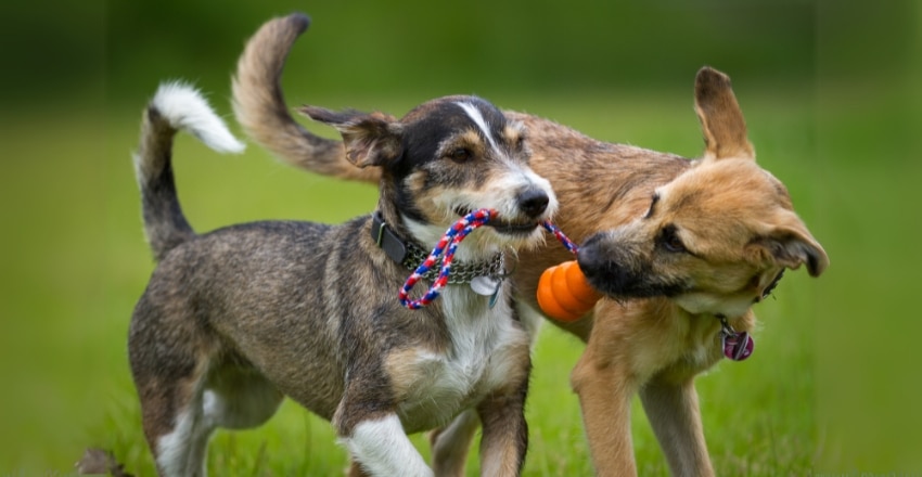 לאמץ כלב שני