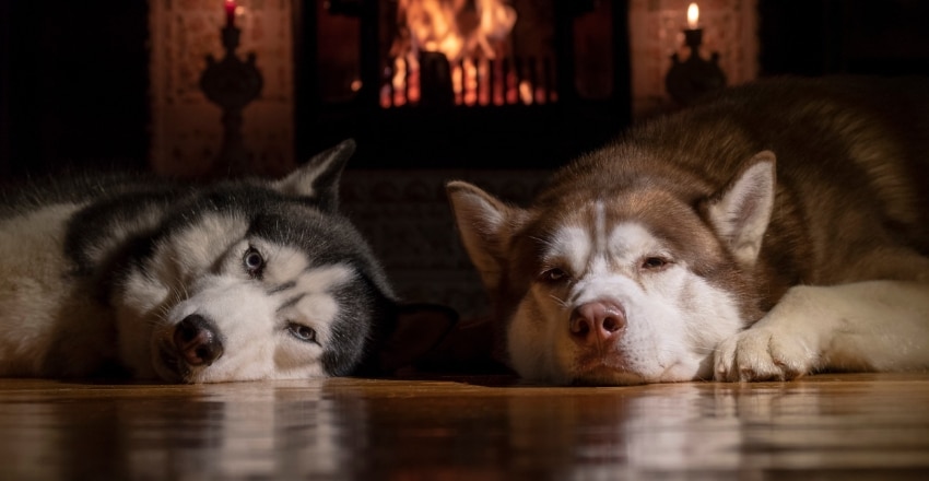 לאמץ כלב שני