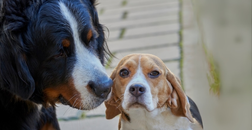 לאמץ כלב שני